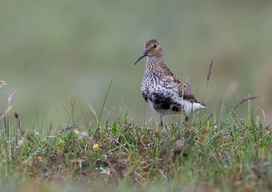 Alpenstrandläufer - ML620609775