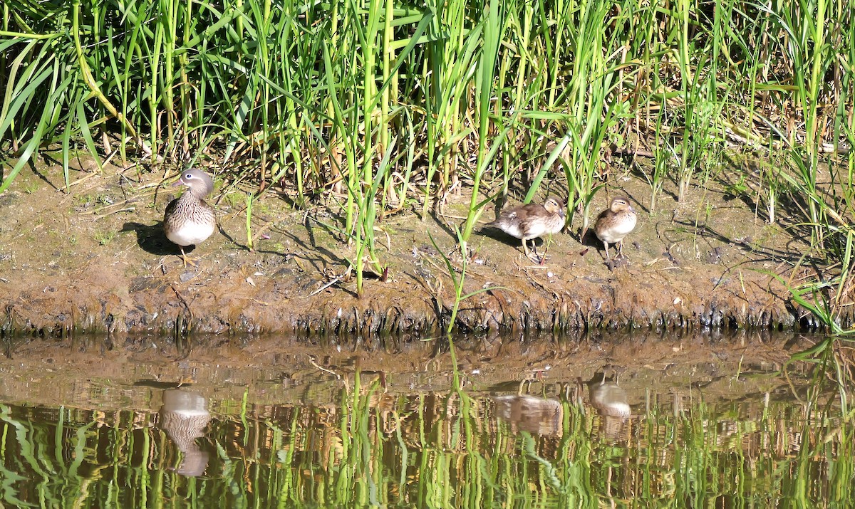 Mandarin Duck - ML620609780