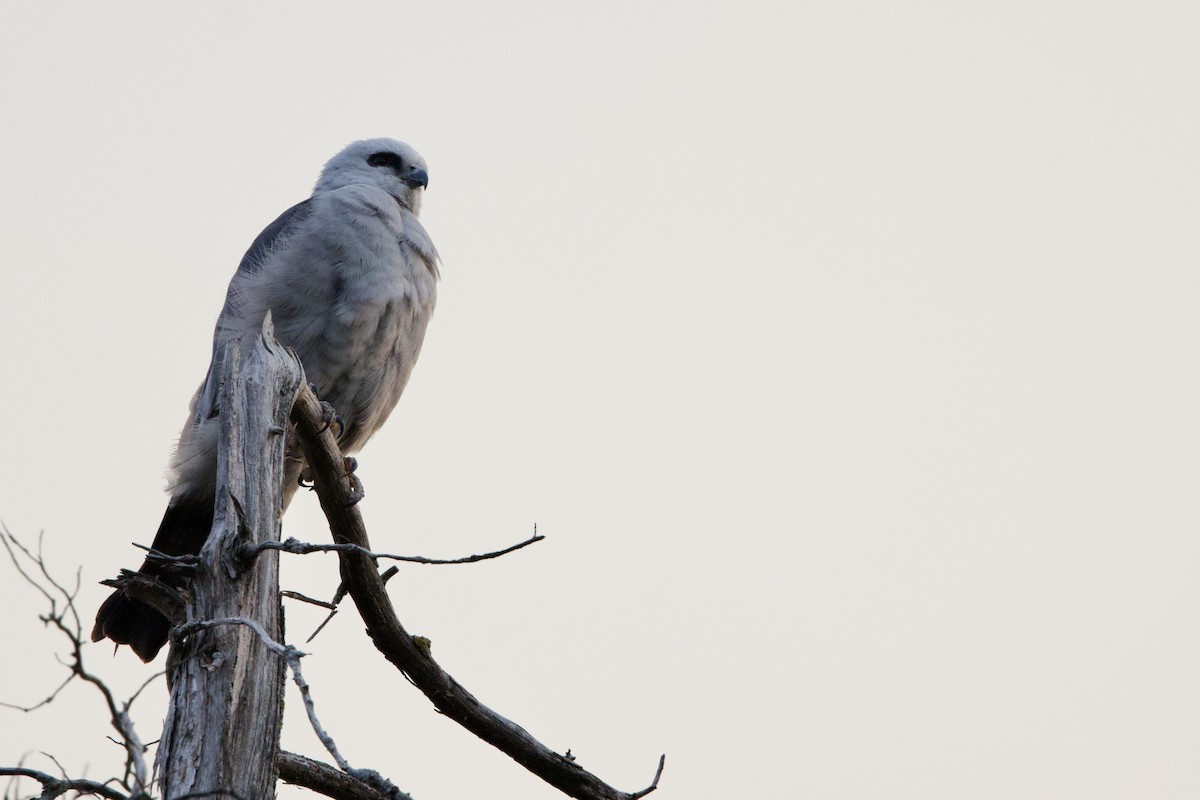 Mississippi Kite - ML620609781