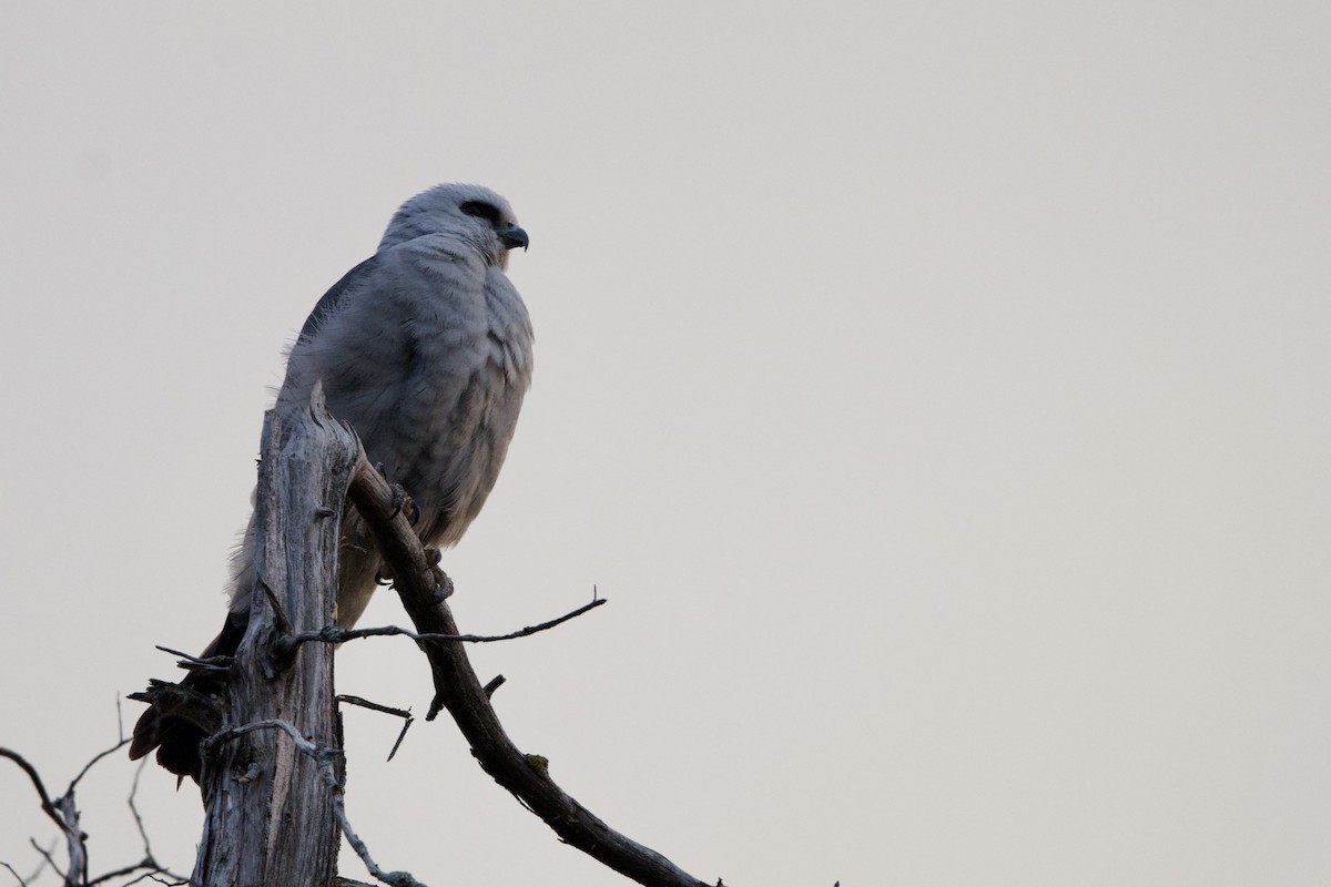 Mississippi Kite - ML620609782