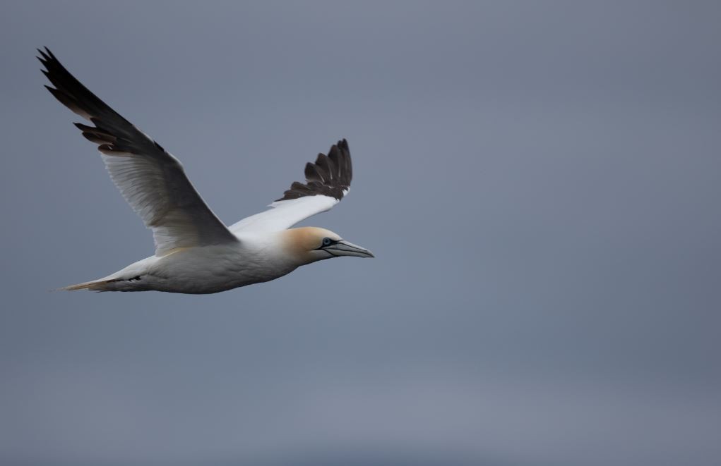 Northern Gannet - ML620609784