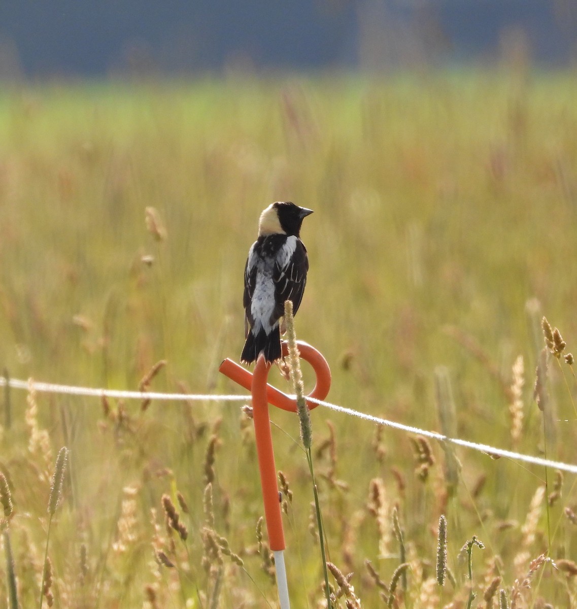 Bobolink - ML620609785