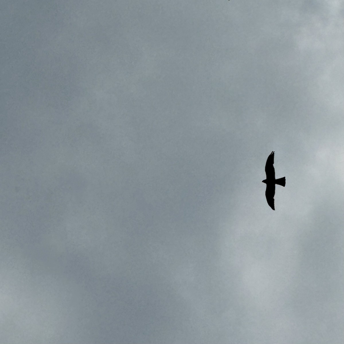 Mississippi Kite - ML620609805