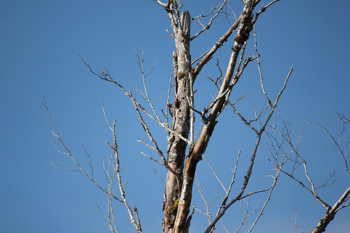 Red-breasted Sapsucker - ML620609809