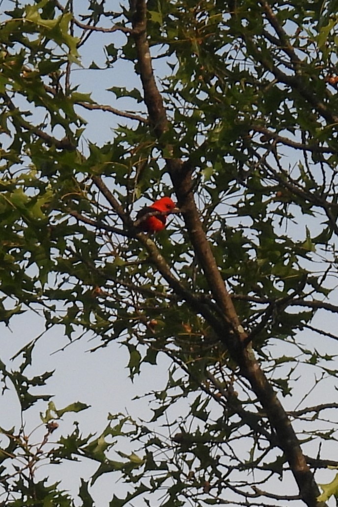 Scarlet Tanager - ML620609810