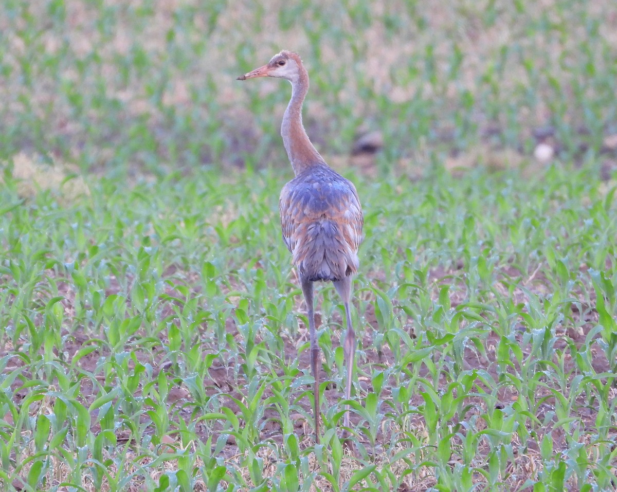 Grulla Canadiense - ML620609818