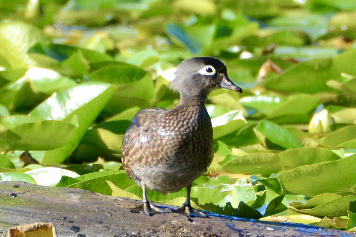 Pato Joyuyo - ML620609824