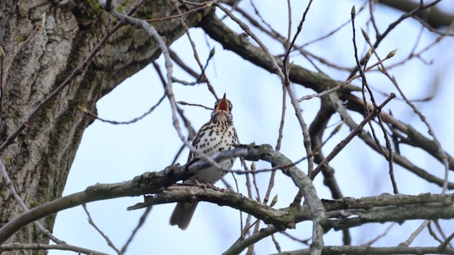 Wood Thrush - ML620609833