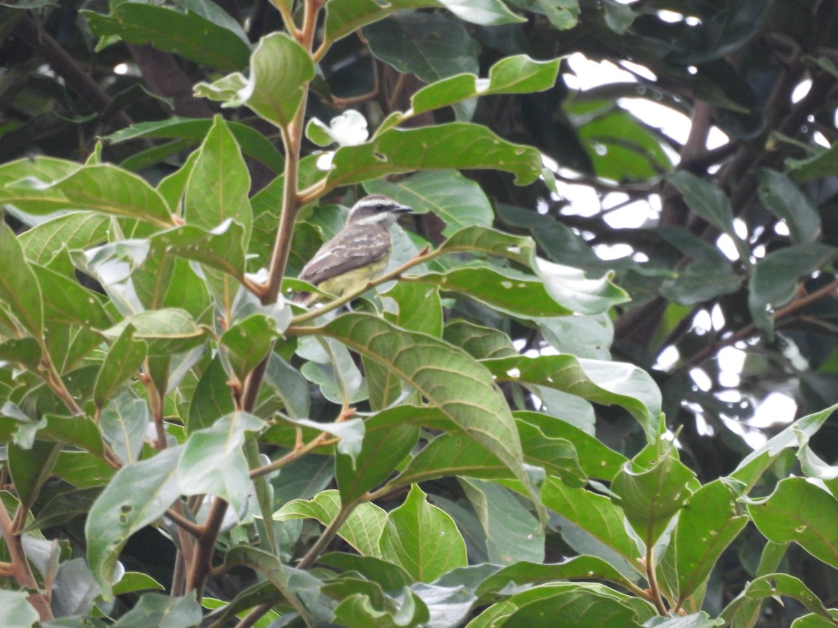 Variegated Flycatcher - ML620609834