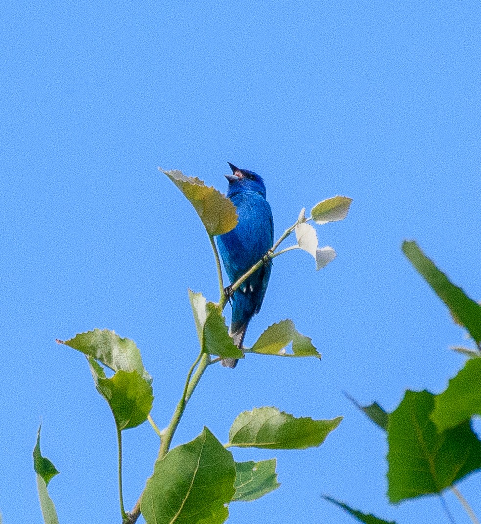 Passerin indigo - ML620609837