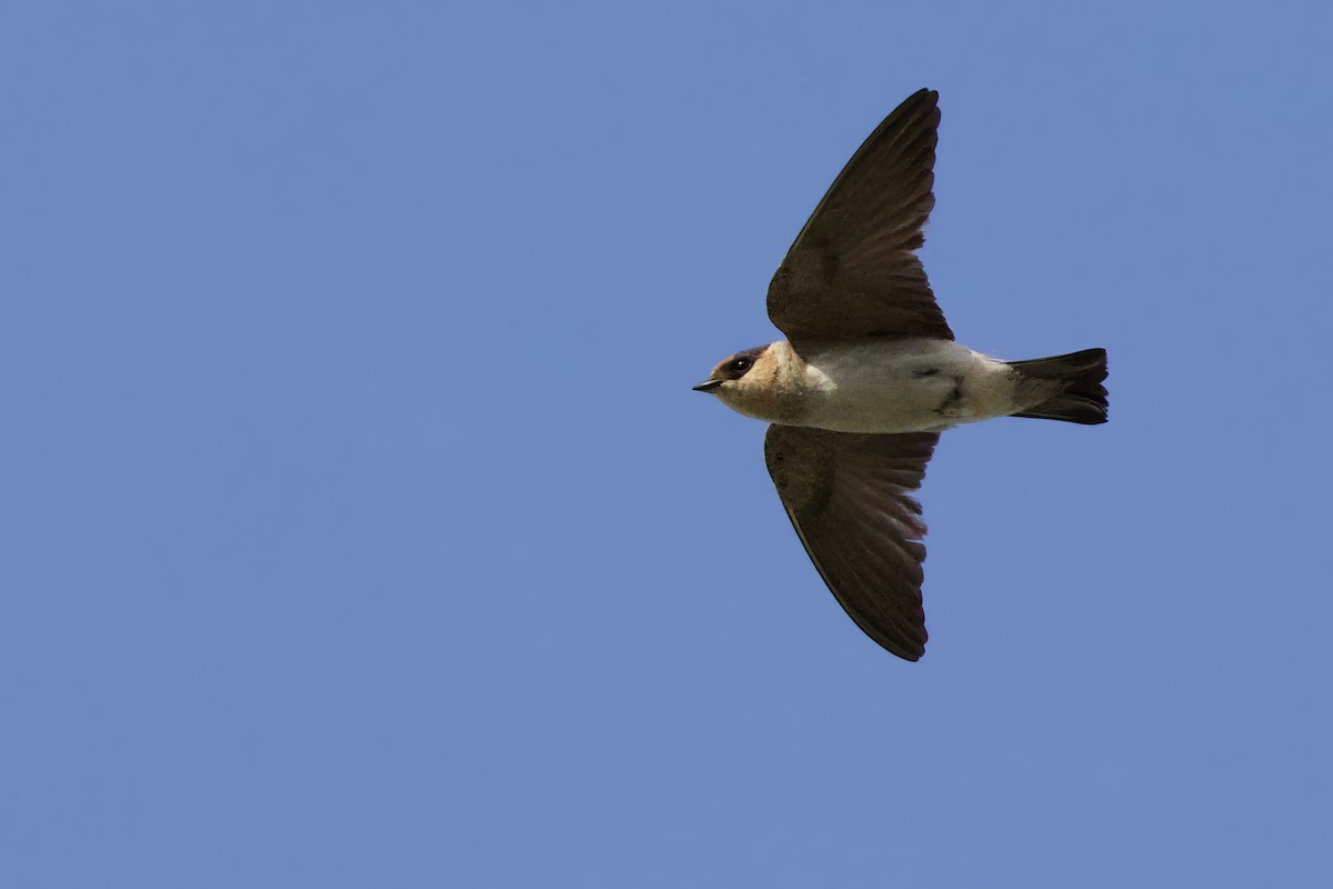 Cave Swallow - ML620609840