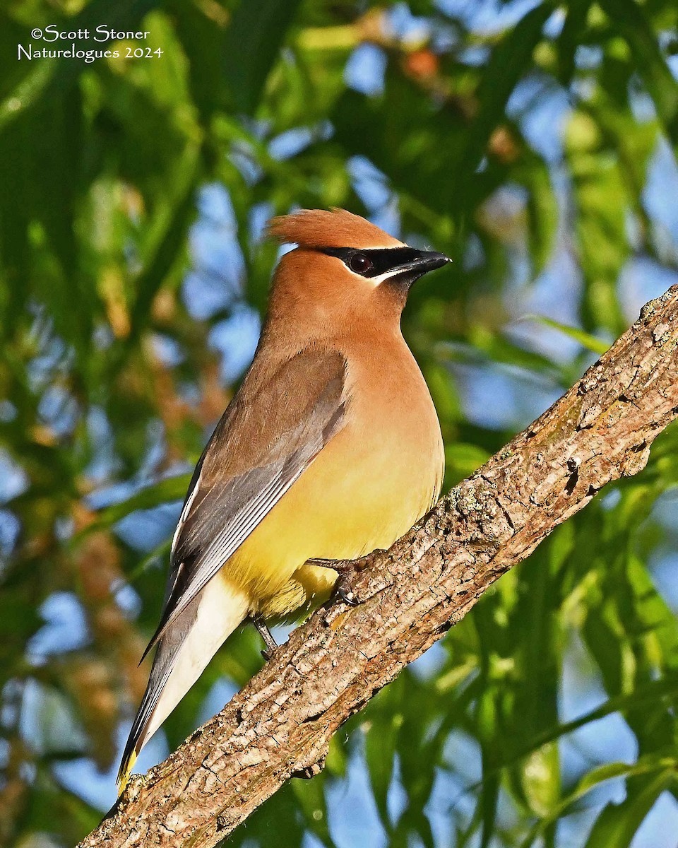 Cedar Waxwing - ML620609845