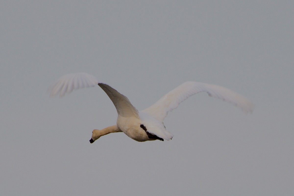 Mute Swan - ML620609848