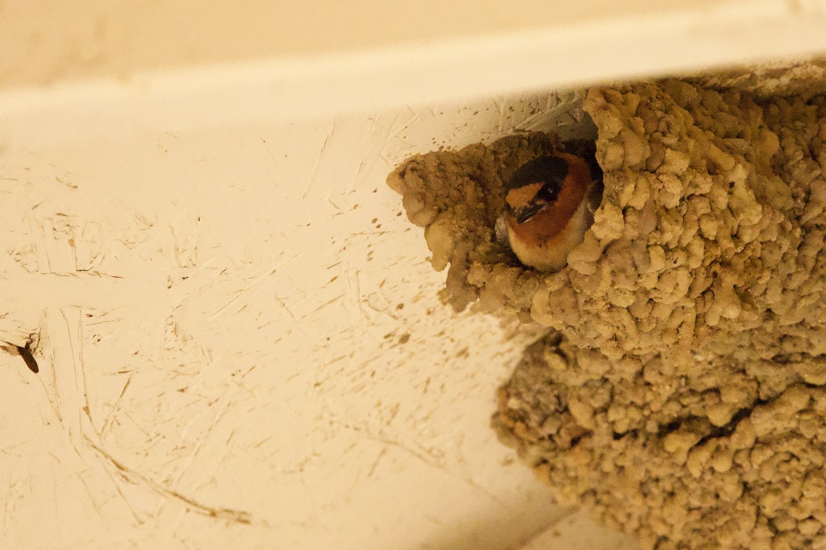 Cave Swallow - Steve Bielamowicz