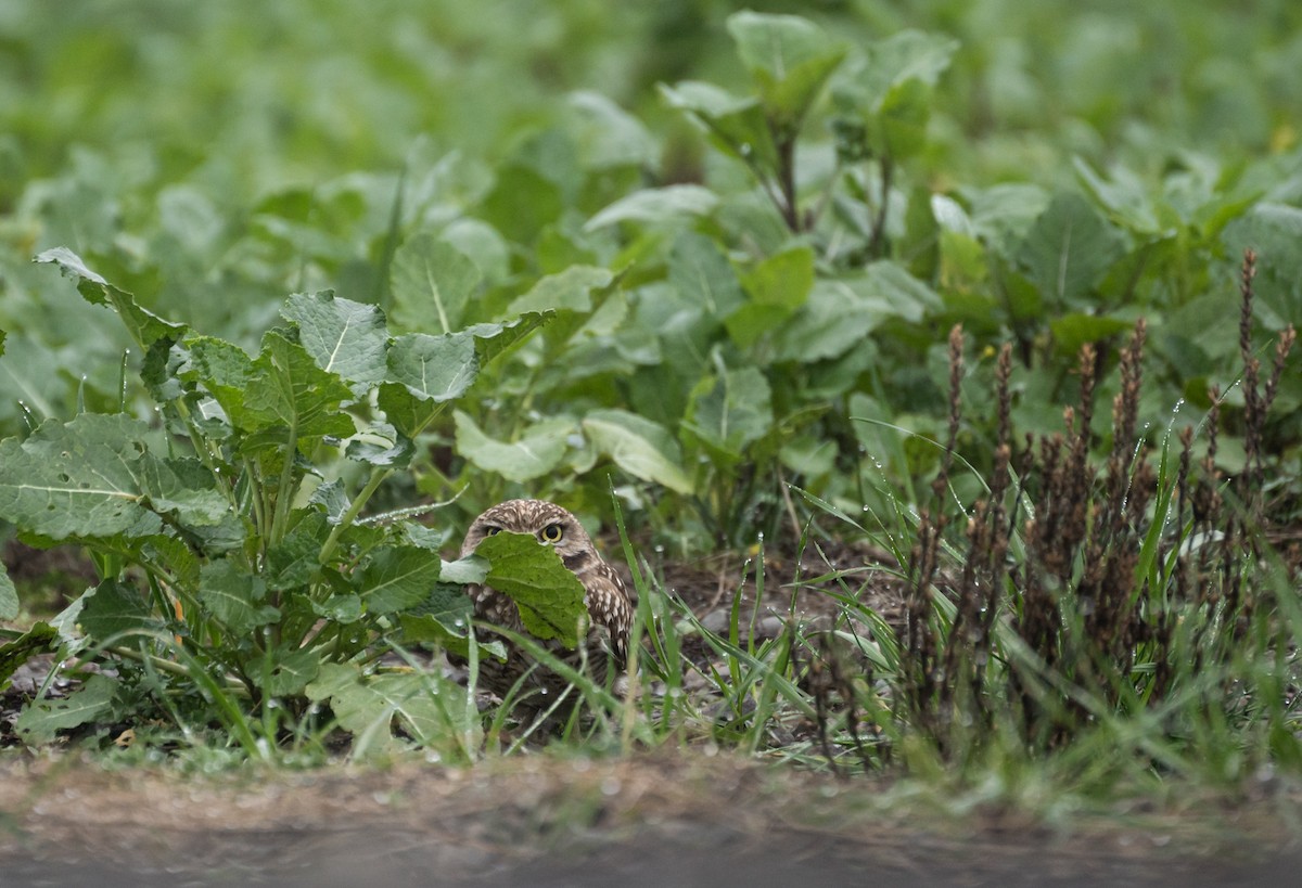 Burrowing Owl - ML620609850