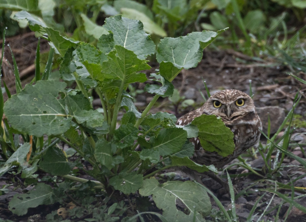 Burrowing Owl - ML620609851