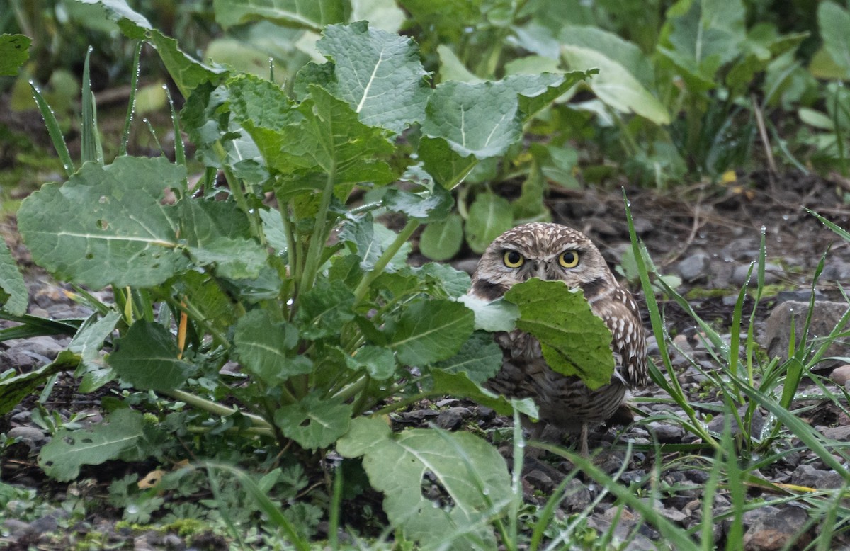 Burrowing Owl - ML620609852