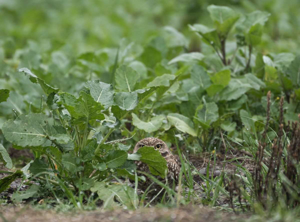 Burrowing Owl - ML620609853