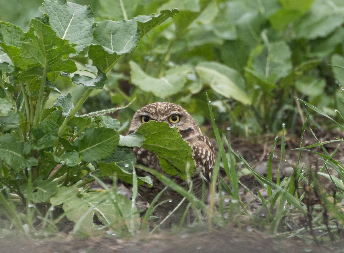 Burrowing Owl - ML620609854