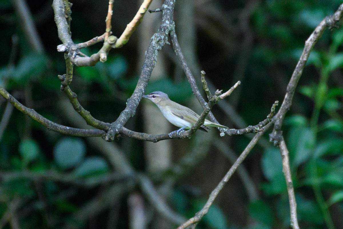 Red-eyed Vireo - ML620609856