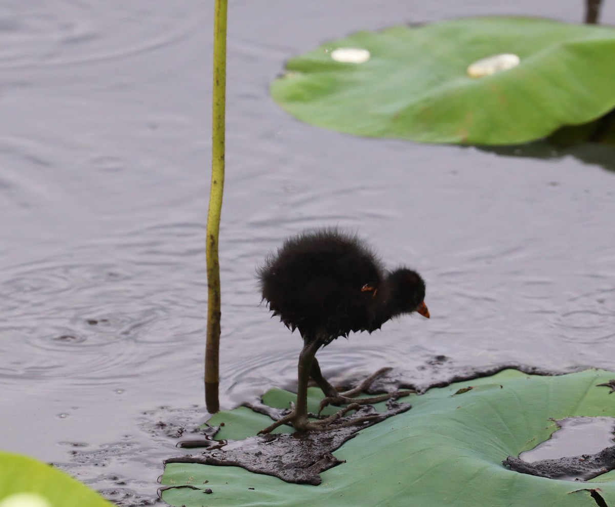 Common Gallinule - ML620609858