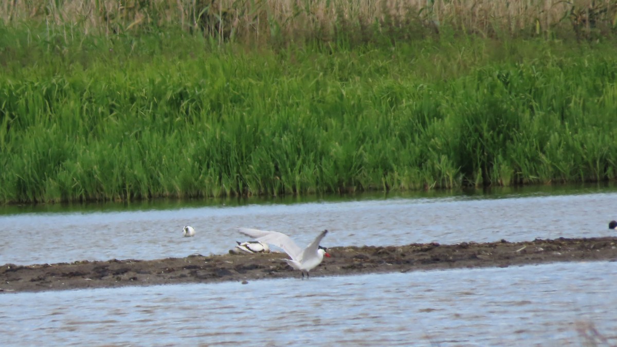 Caspian Tern - ML620609864