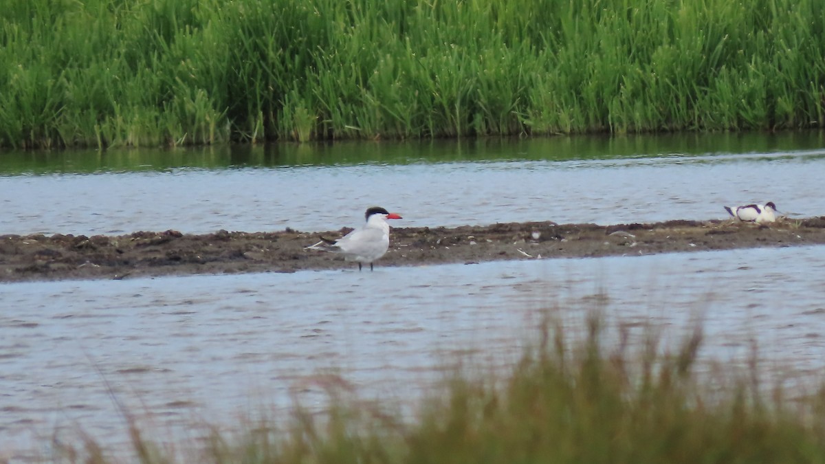 Caspian Tern - David Russell