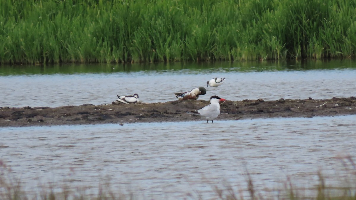 Caspian Tern - ML620609866