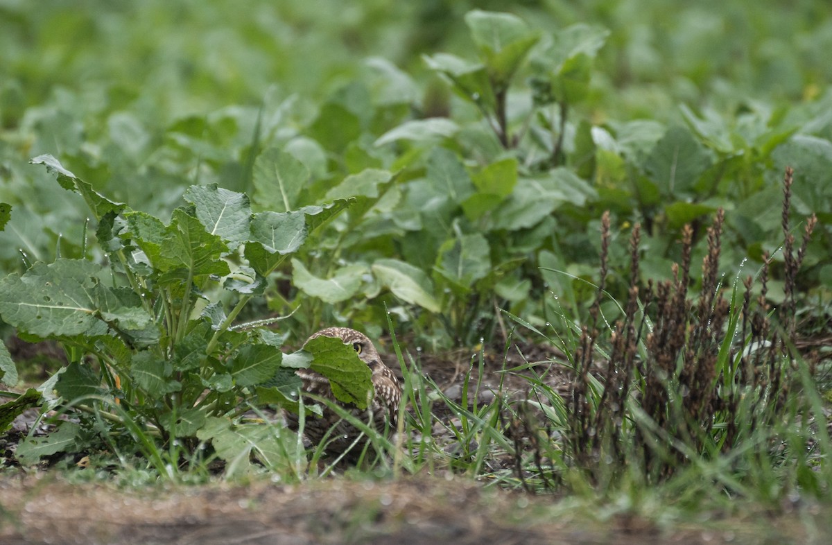 Burrowing Owl - ML620609869