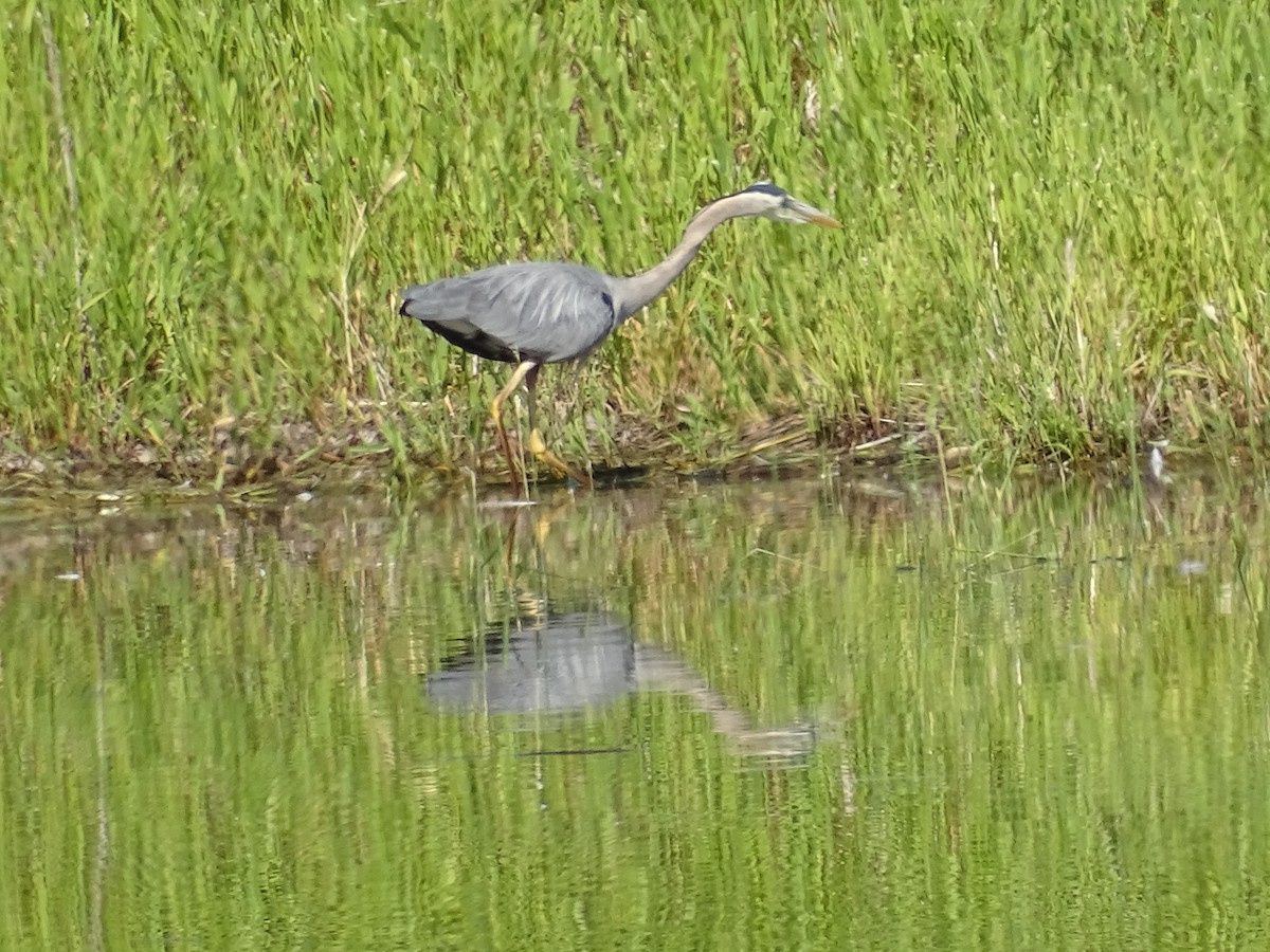 Garza Azulada - ML620609872