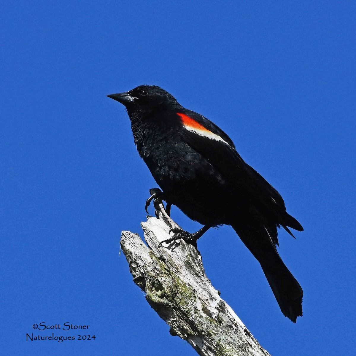 Red-winged Blackbird - ML620609873