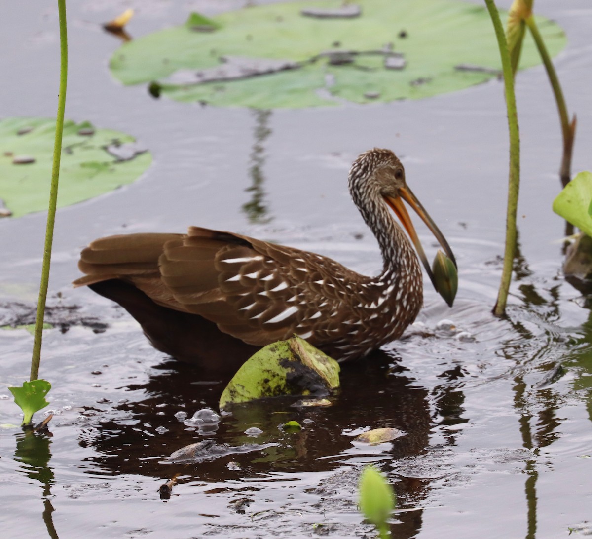 Limpkin - ML620609874