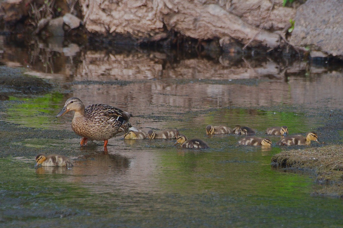 Canard colvert - ML620609883