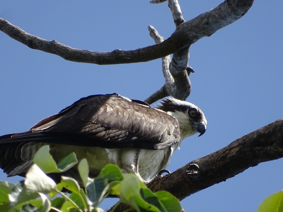 Águila Pescadora - ML620609885