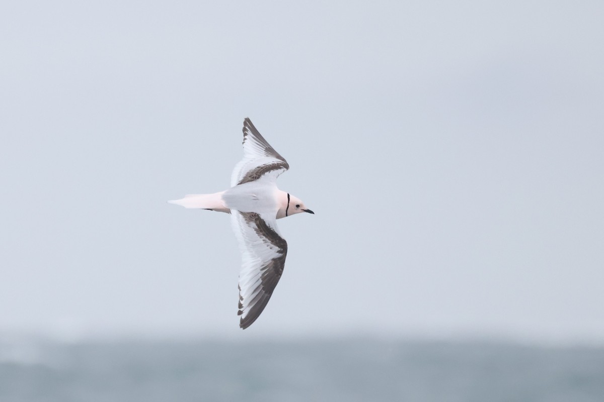 Ross's Gull - ML620609888