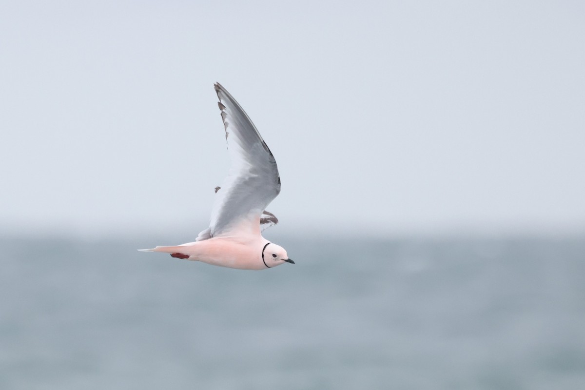 Ross's Gull - ML620609889