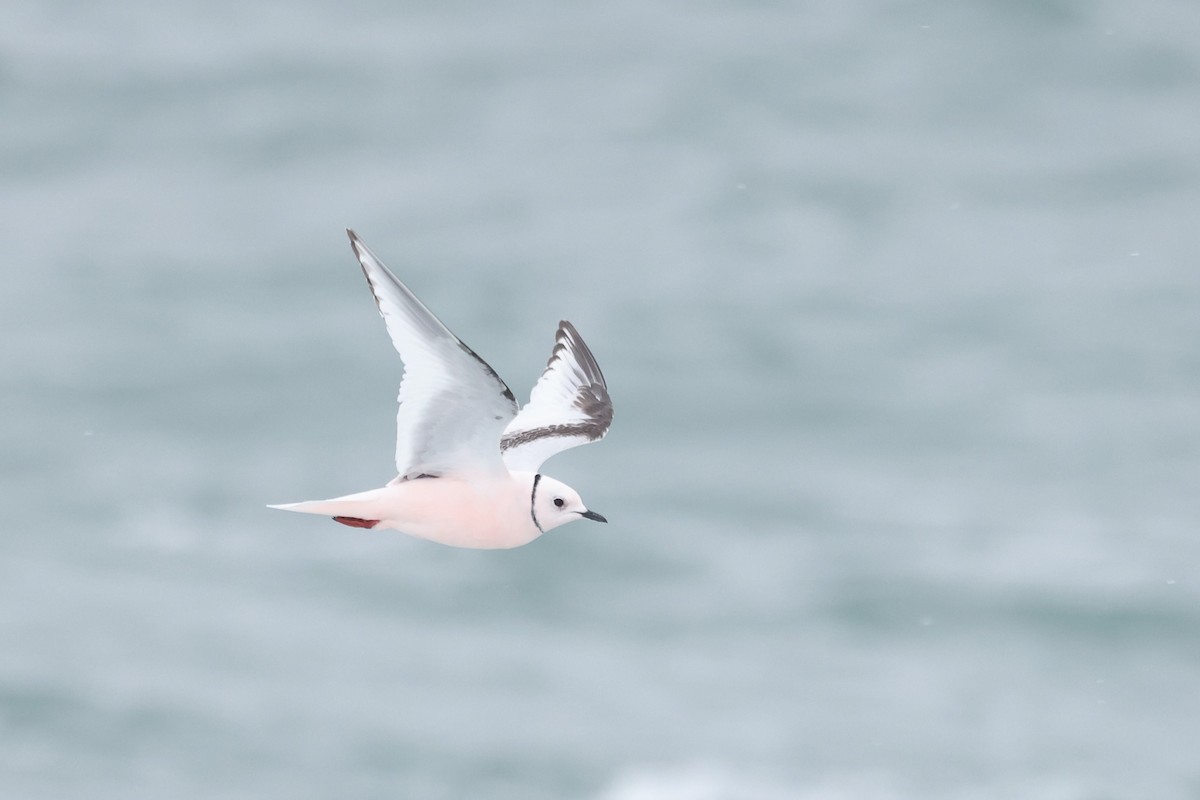 Ross's Gull - ML620609890