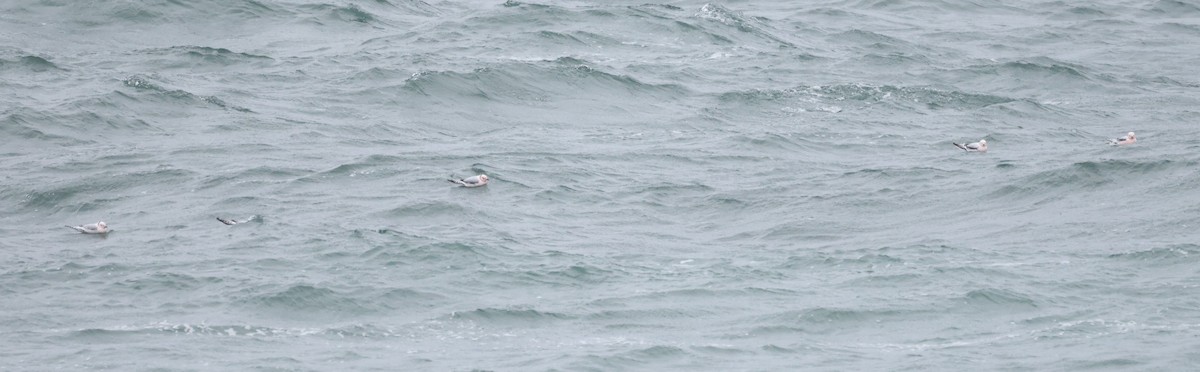 Ross's Gull - ML620609892