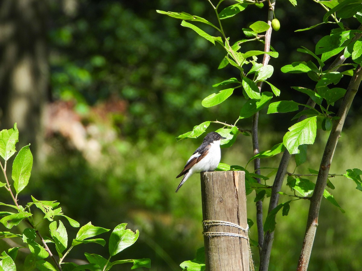 European Pied Flycatcher - ML620609894