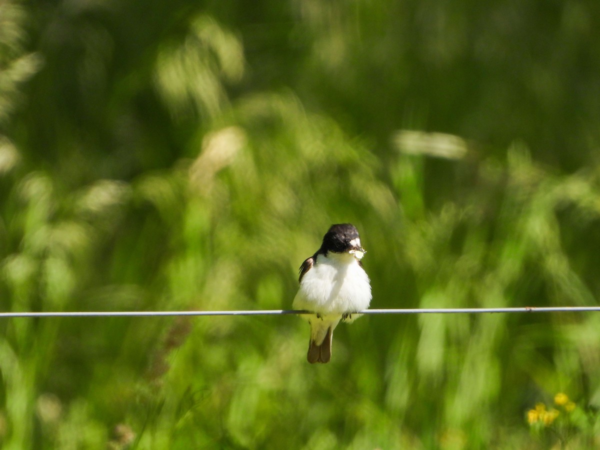 European Pied Flycatcher - ML620609895