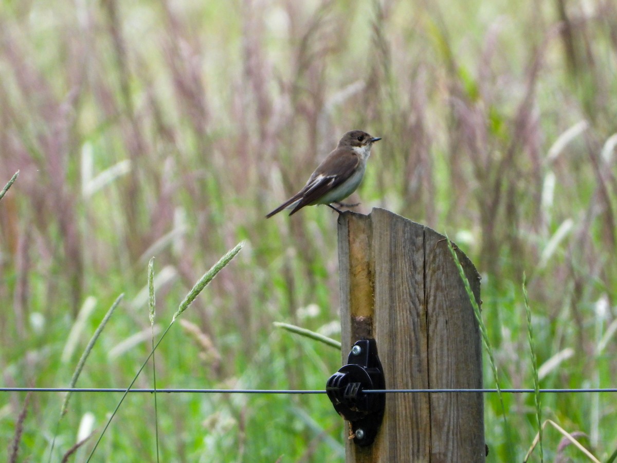 European Pied Flycatcher - ML620609896