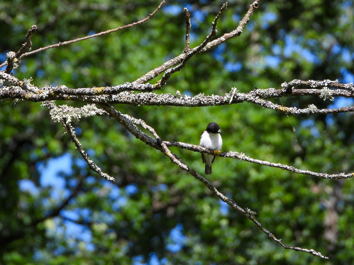 European Pied Flycatcher - ML620609897