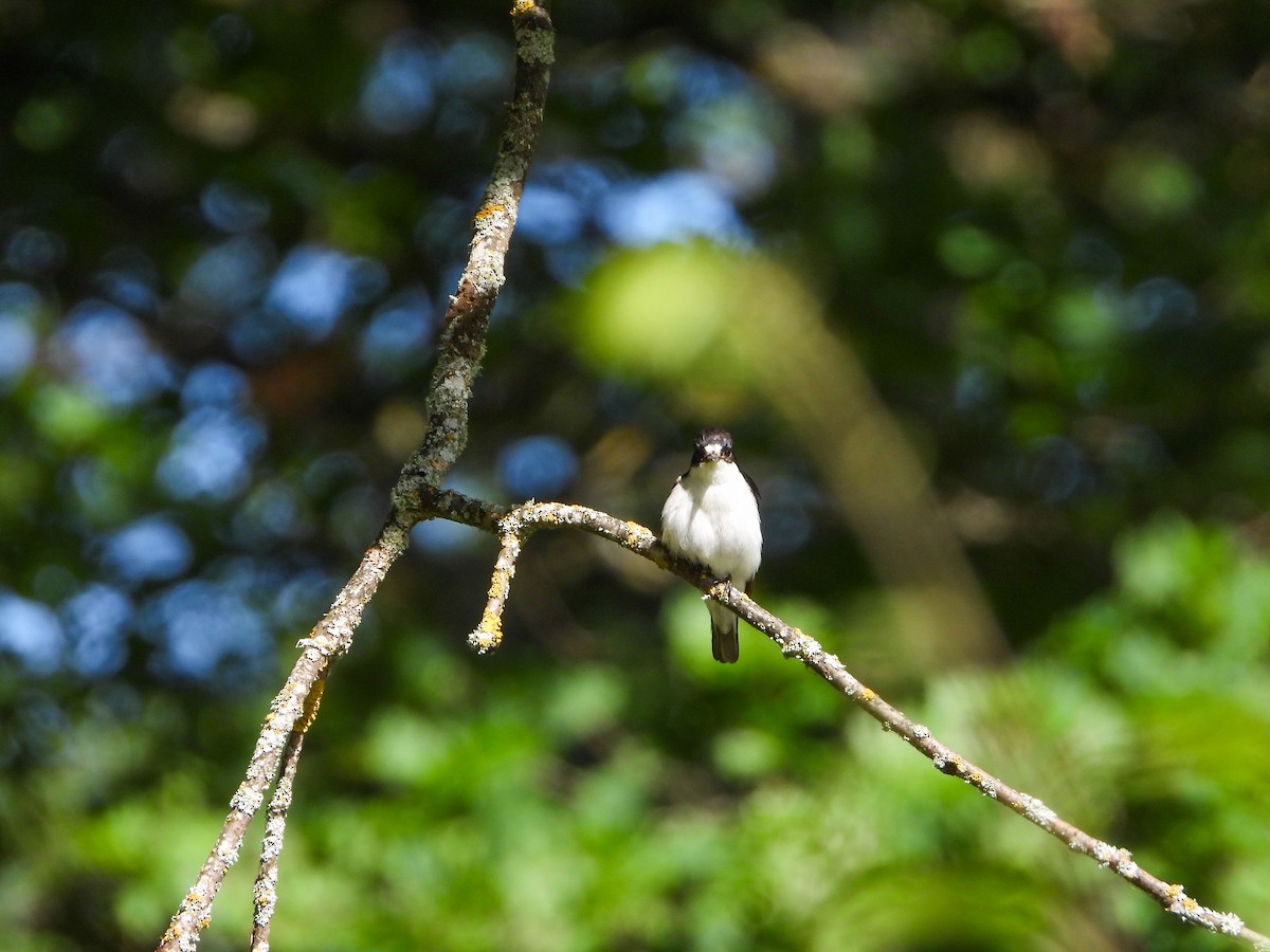 European Pied Flycatcher - ML620609898