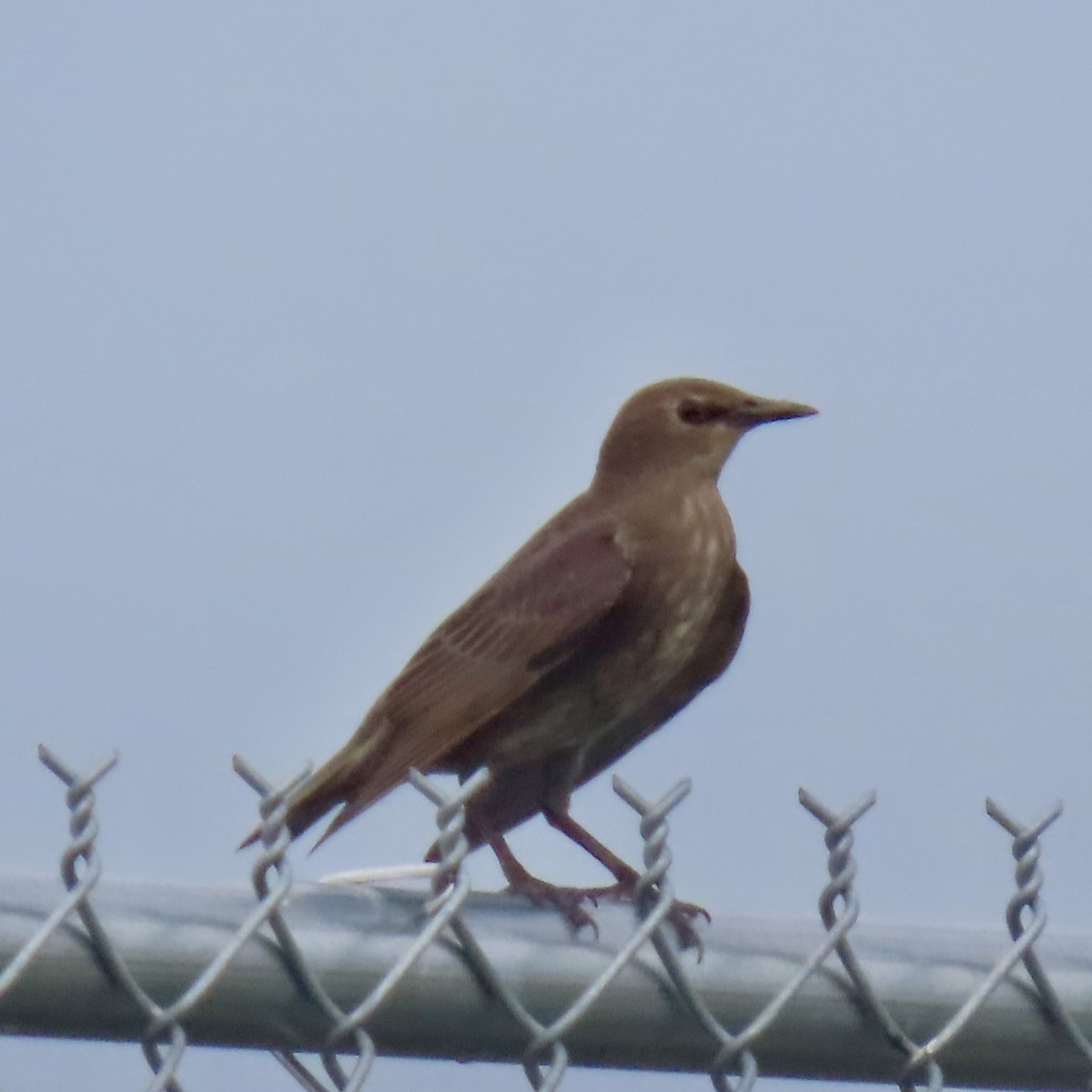 European Starling - ML620609899