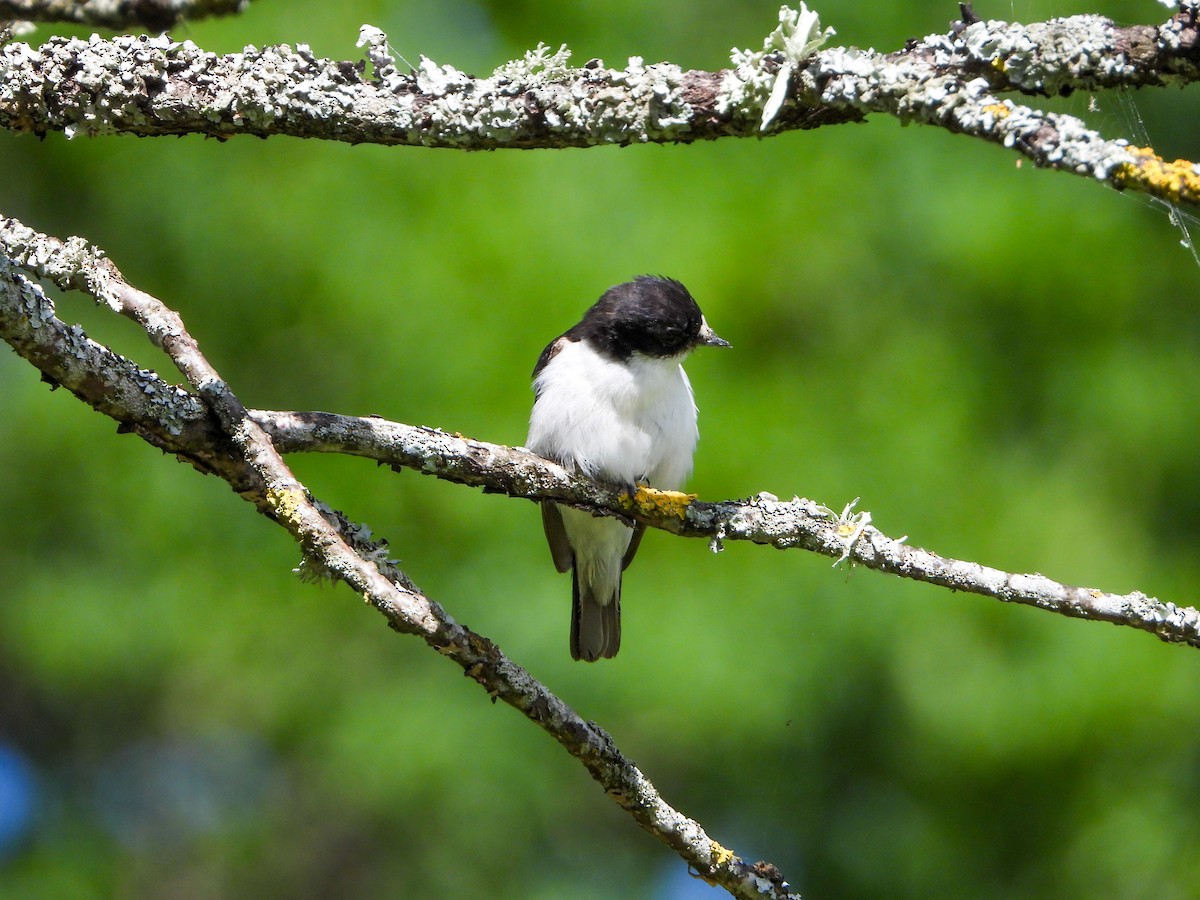 European Pied Flycatcher - ML620609900