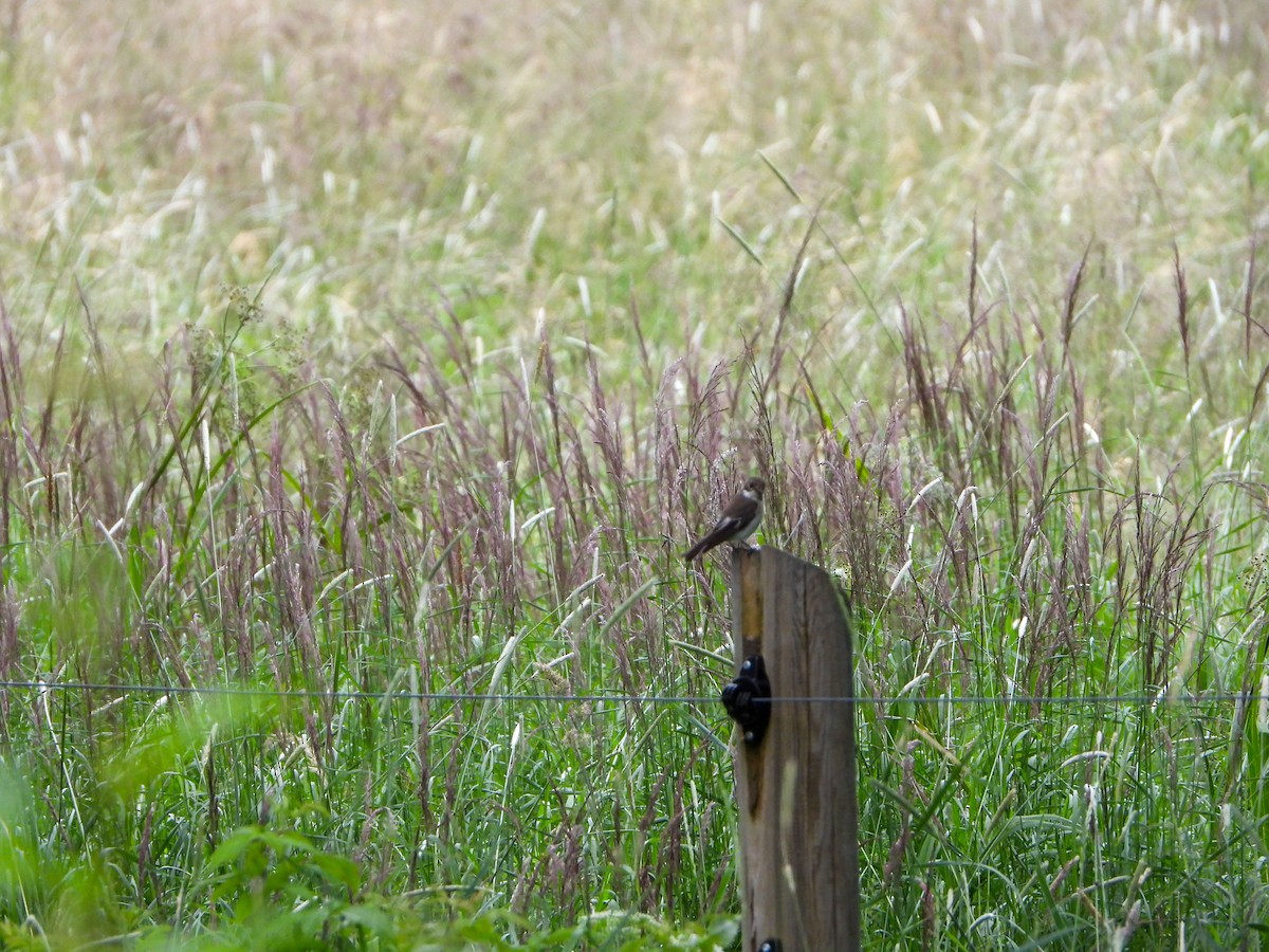 European Pied Flycatcher - ML620609901