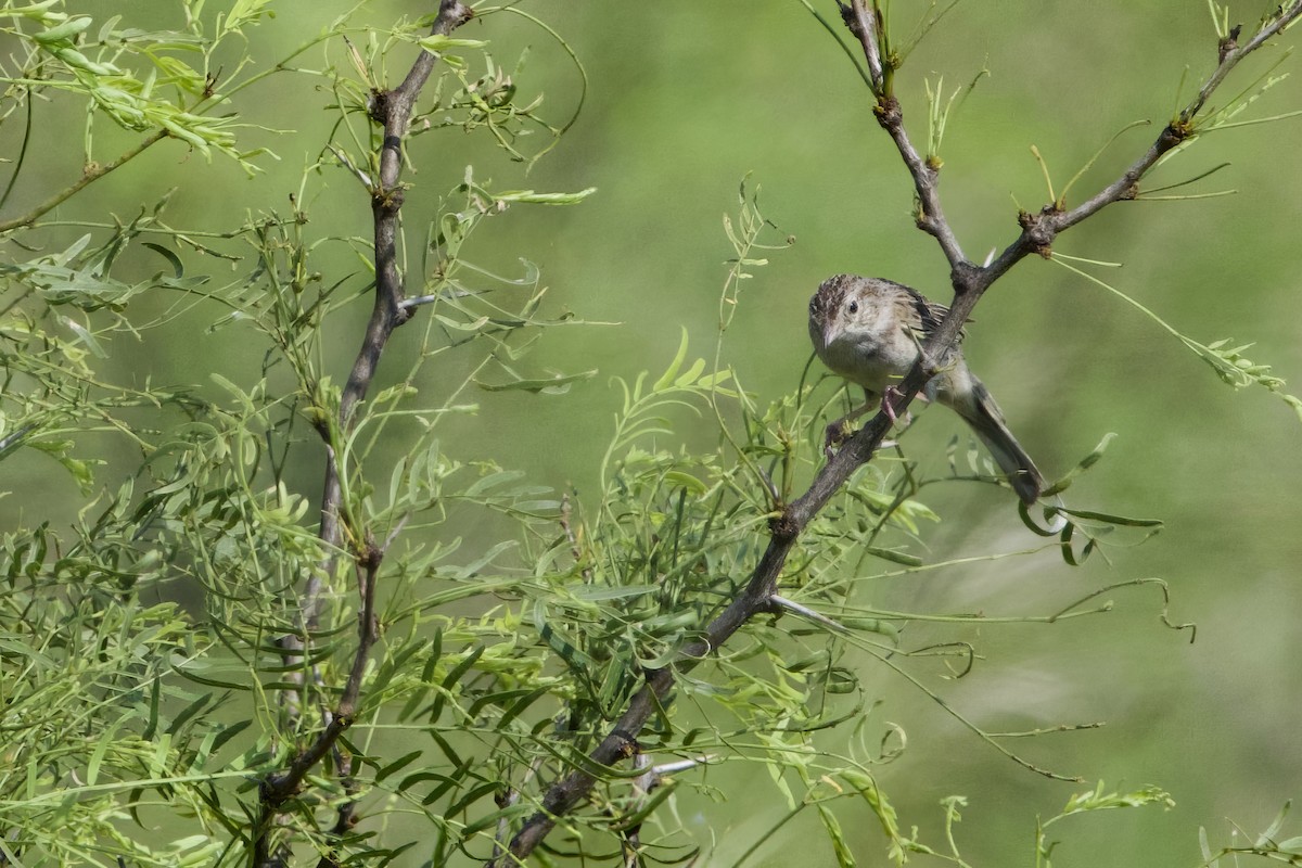 Cassin's Sparrow - ML620609903