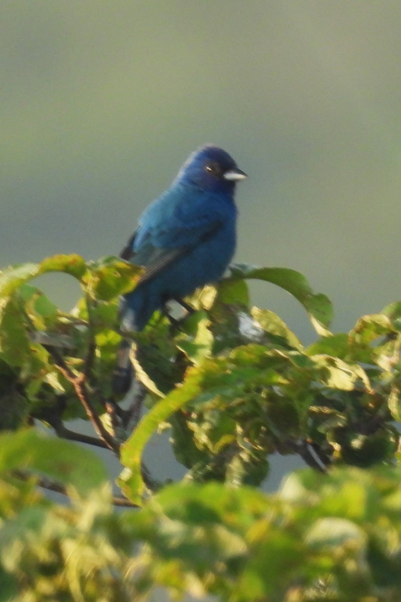 Indigo Bunting - Larry Gaugler