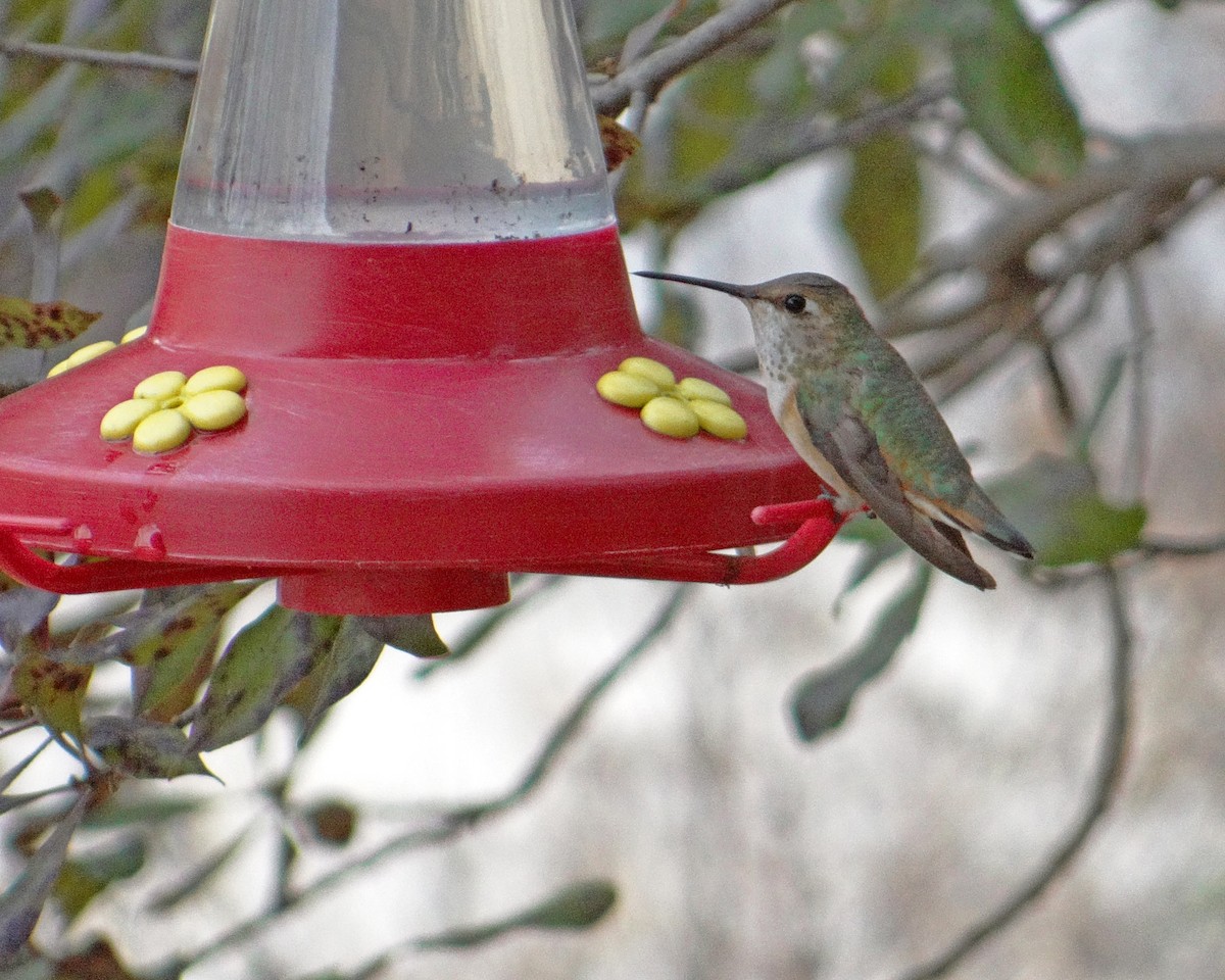 Rufous Hummingbird - Aubrey Merrill