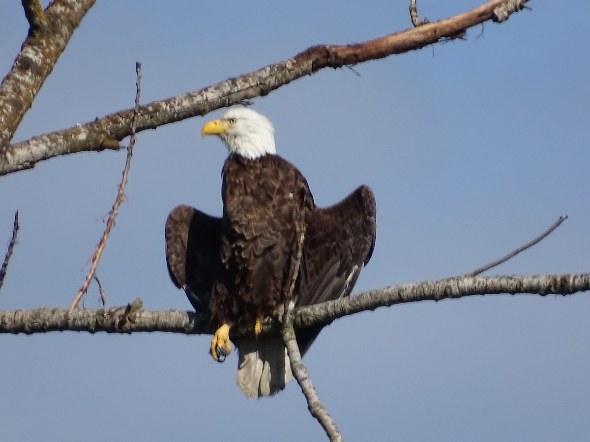 Bald Eagle - ML620609909